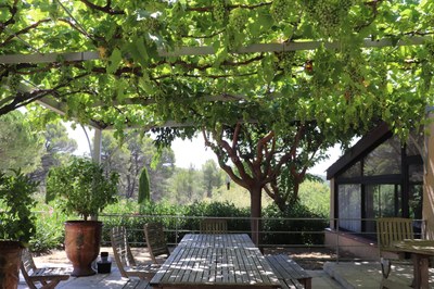 Grappes de raisins suspendus.JPG