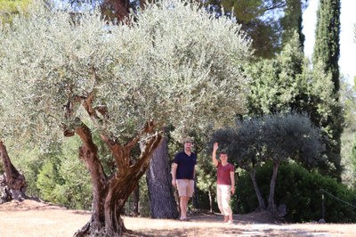Sous les oliviers.JPG